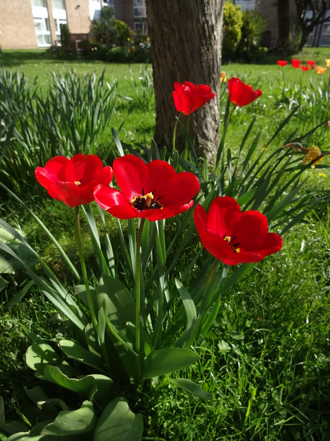 Red Tulips other angle