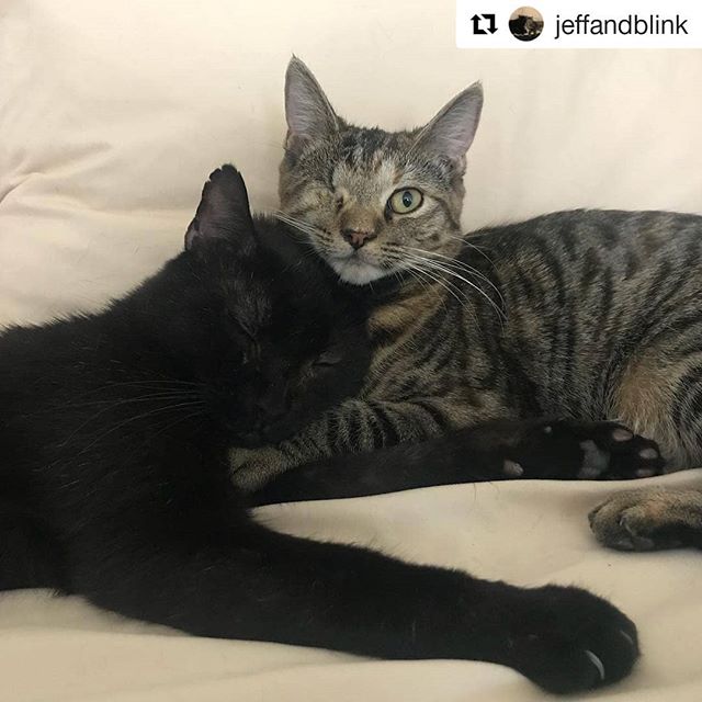 One of our proudest achievements in the last year was getting a cat we named Jefferson of the street and into a home. As if that wasn't good enough his adopters (who knew him back when he was outside) also adopted Blink, a kitten who lost an eye. They're