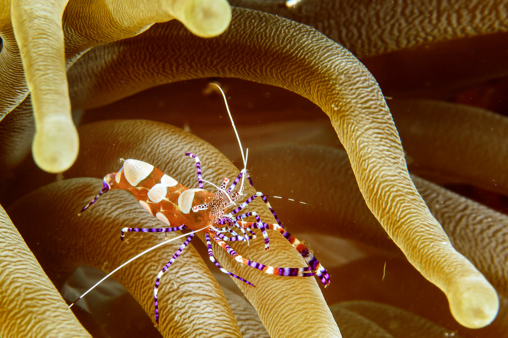 Spotted cleaner shrimp