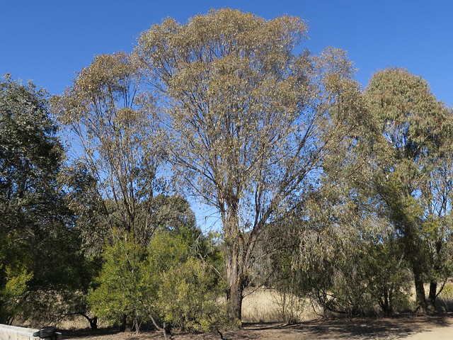 Eucalyptus stellulata plant NT4
