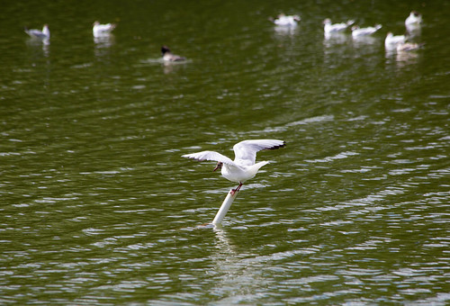 Pole Position | by Chris Coxon