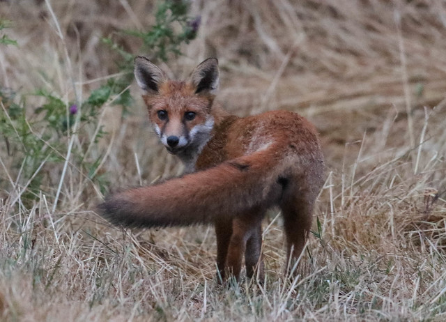 Red Fox Vulpes vulpes 018-1