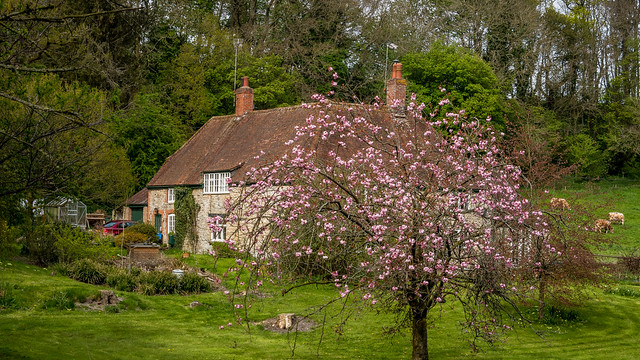 Cottage and a fllowering cherry in the hamlet of Hodson in Wiltshire