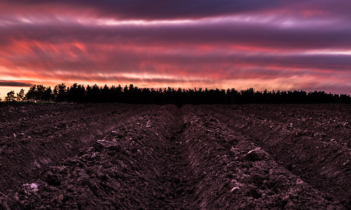 trees sunset sky cloud field clouds scotland