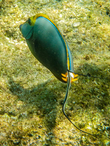 Similan Islands, Thailand