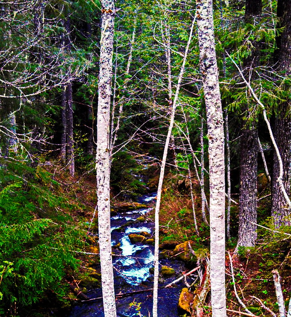 Creek Between two Trees