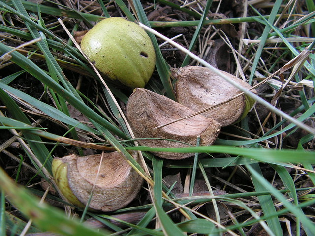 hickory nut shells