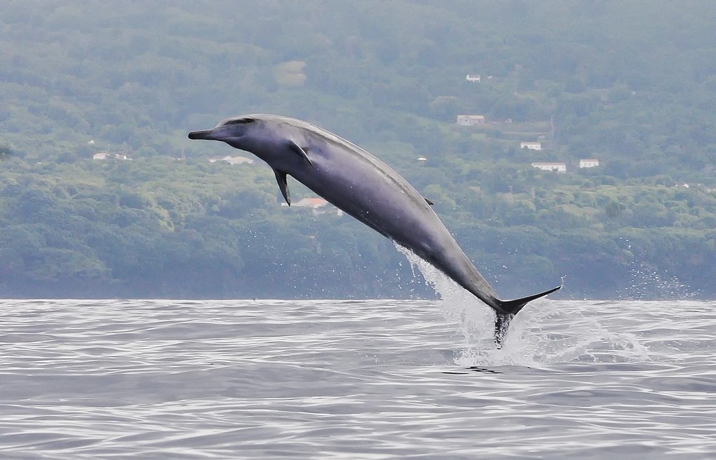 Sowerby's beaked whale (mesoplodon bidens), breaching, new… | Flickr