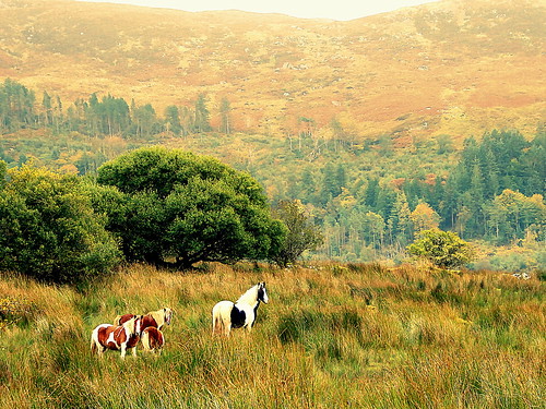 moor mountain moorland horse pony cob ireland sligo landscape rural country tree