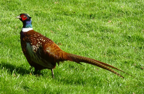Strutting His Stuff.... | by Garrietta
