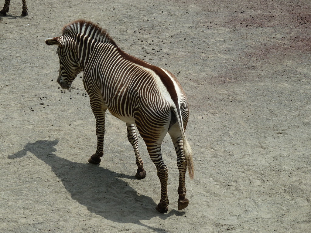 グレビーシマウマ 多摩動物公園 このシマ模様 美しすぎると思いませんか 多摩動物公園に行ってきました 前編 Hea Flickr