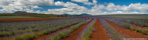field purple lavender australia rows tasmania bridestowe