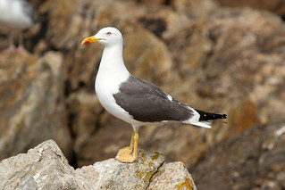 Larus fuscus (Lesser Black-backed Gull) - Lihou Island, Guernsey | by Nick Dean1