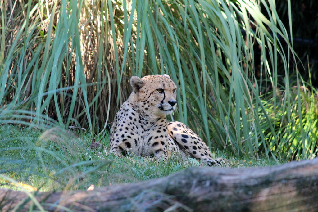 National Zoo - Cheetah | The cheetah (Acinonyx jubatus) is a… | Flickr
