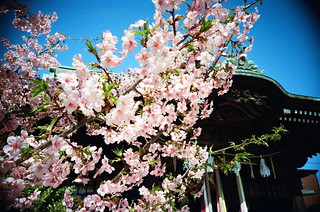 Cherry Blossom 2013