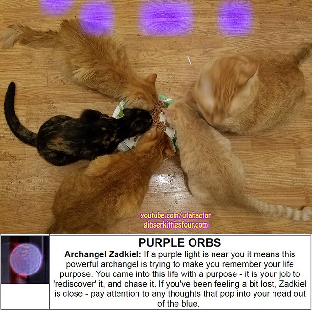Cats and Purple Orbs