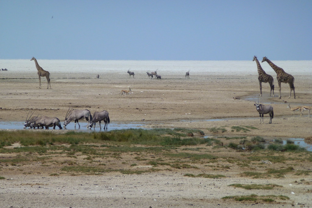 Around the waterhole, Etosha NP, Namibia