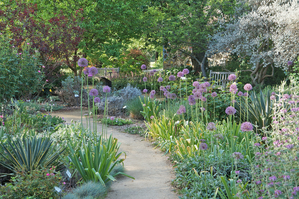 Ruth Risdon Storer Garden with Allium