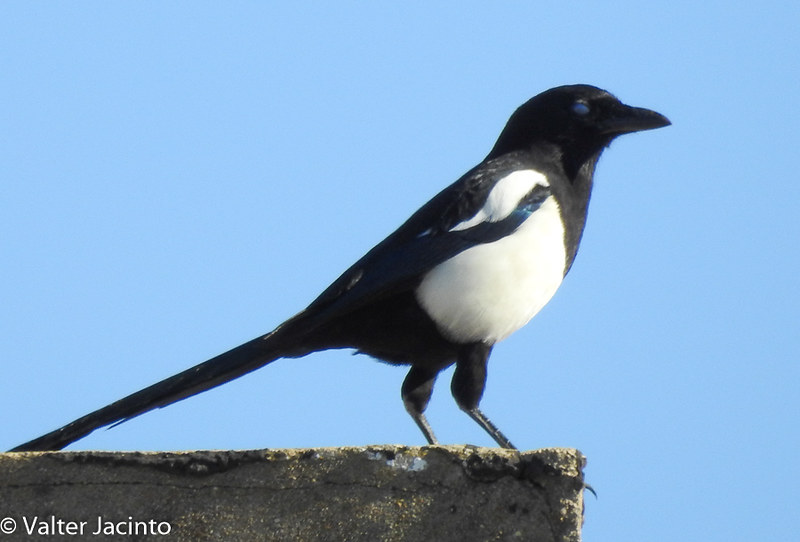 Pega-rabuda // Eurasian Magpie (Pica pica melanotos)
