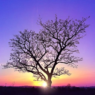 Lonely tree at sunset...Ballyclare, N.Ireland