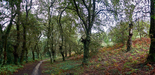 carballo carballeira roble bosque outono camino camiño oak forest autumn path galicia galiza compostela santiago españa spain pedroso