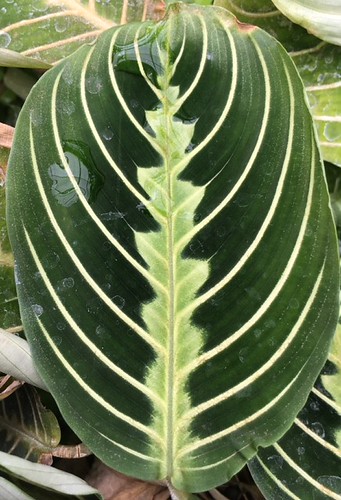 Prayer plant | by Jennifer Neubauer