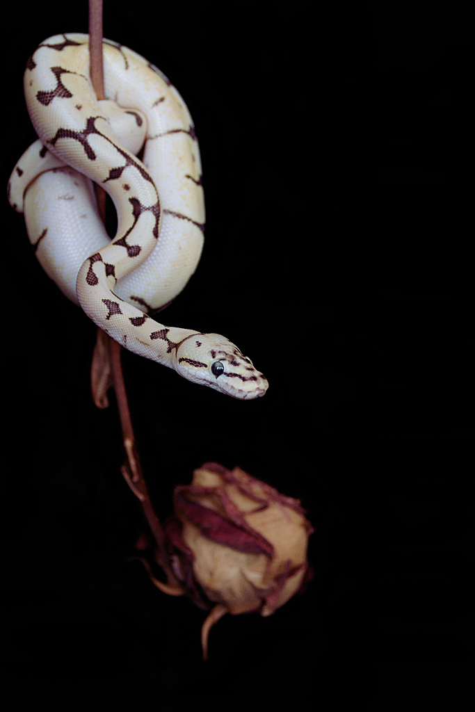 Python regius | FireBee | muar di | Flickr