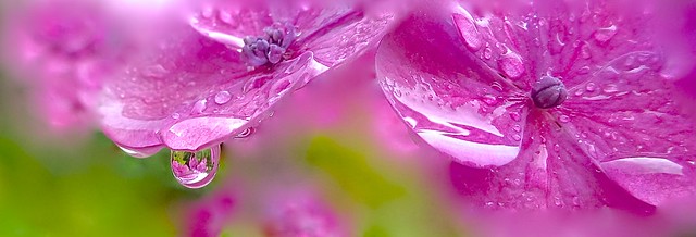 Drops of Pink