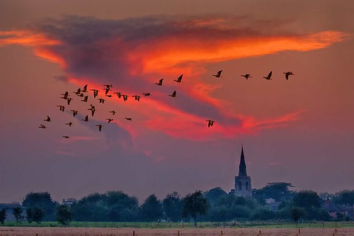 geese wildlife church sky fields birds sunset langtoft lincolnshire uk canonef100400mmf4556lisiiusm