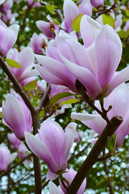 la magnolia