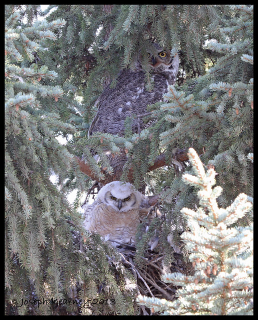 Great Horned Owls (Mama & Owlet)