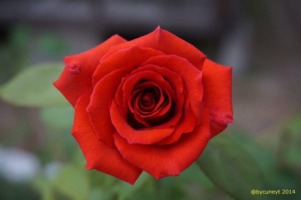 Kırmızı Gül - Red Roses | Kırmızı Gül Red roses Fotograf çek… | Flickr