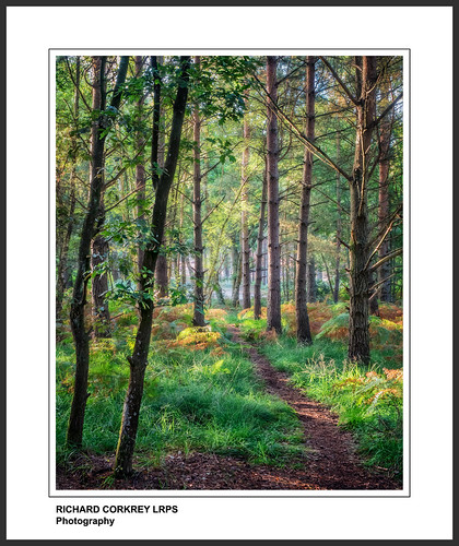 tree trees wood woodland forest footpath common westsussex southdowns painterly art