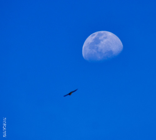 luna moon primavera vuelo volando
