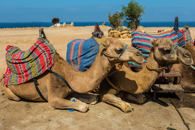 Camels, Cape Spartal, Tangier, Morocco