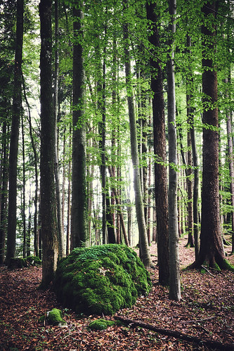fujifilm moos porta wald x100t green grün moss rock stone trees wood ngc