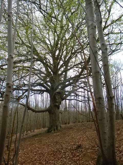 Big tree Bekesbourne Circular