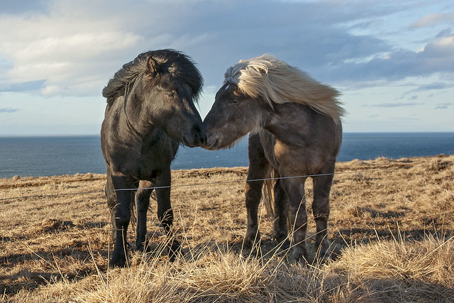 Horses - Iceland