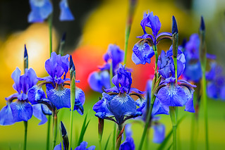 Spring Party - Siberian Iris....