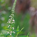 Flickr photo 'Wood Sage (Teucrium canadense)' by: Mary Keim.