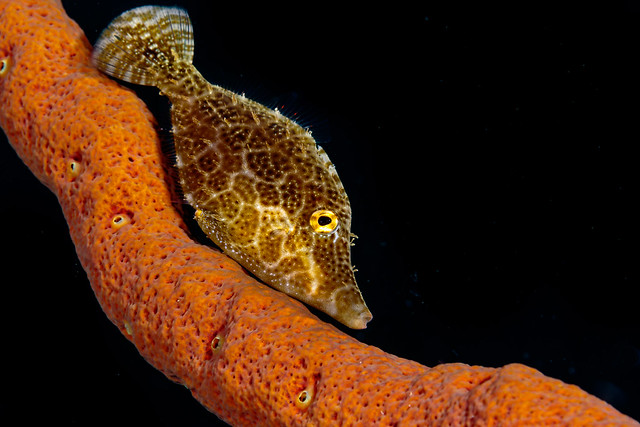 Slender filefish