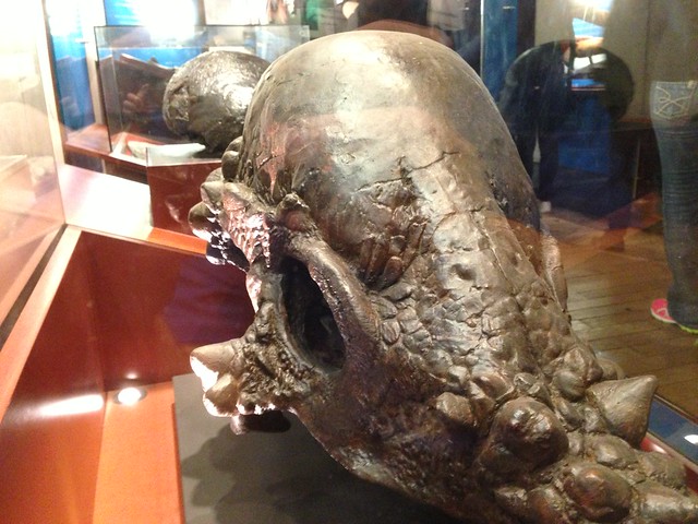 Pachycephalosaurs Skull, Stygimoloch, Dracorex Hogwartsia