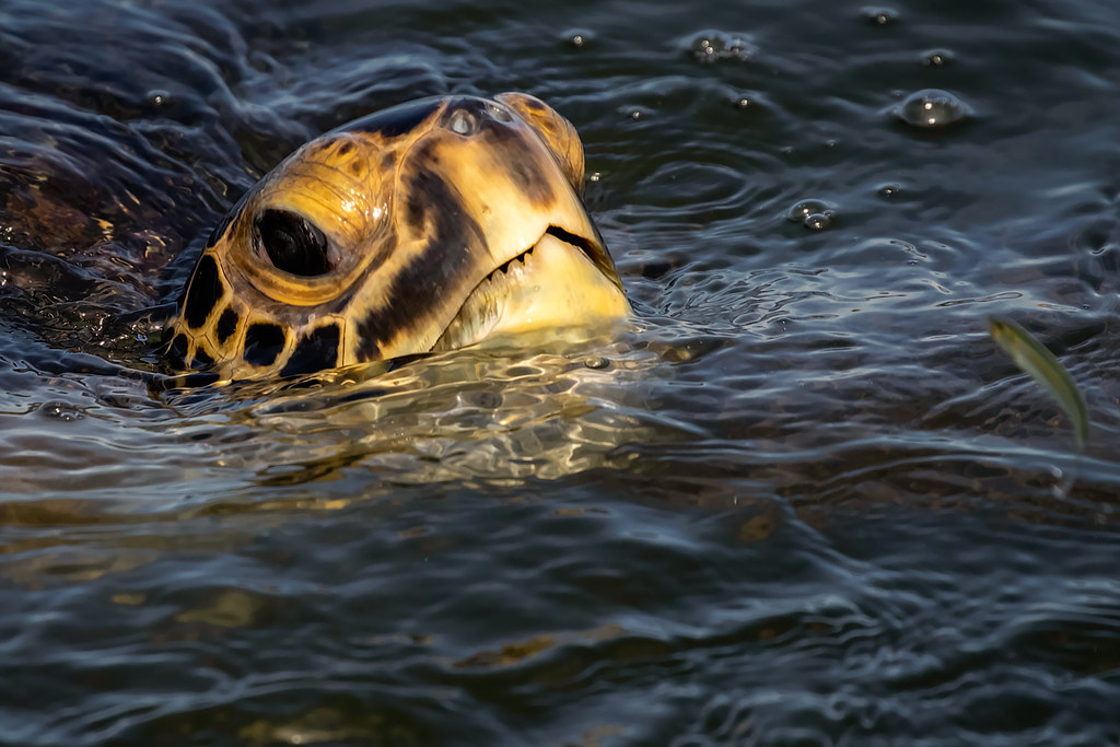 Do Sea Turtles Breathe Air Or Water