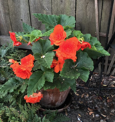 BACKYARD 08-08-2018 (4) | by ussiwojima