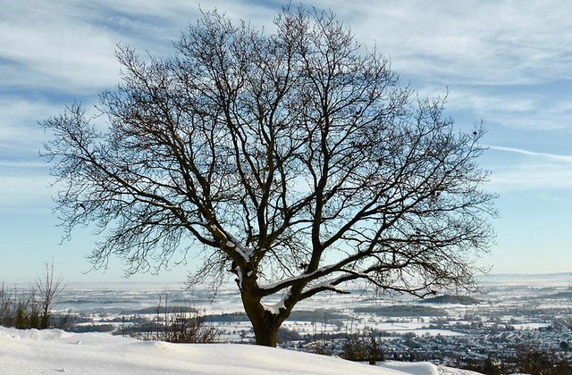 The Oak at St. Ann's Knoll by Peter Forster