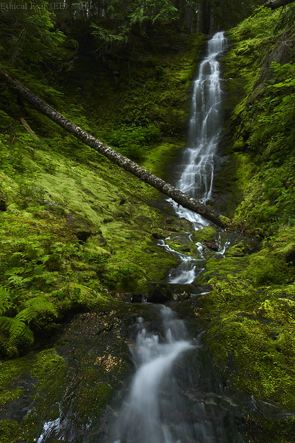 Moss-laden waterfall