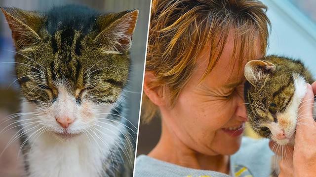 Спустя 13 лет пропавшая кошка вернулась домой!