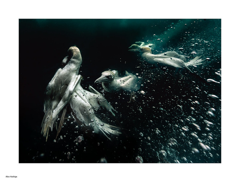 diving with the Gannets