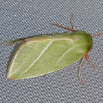 Buchen-Kahnspinner (Green Silver-lines, Pseudoips prasinana)