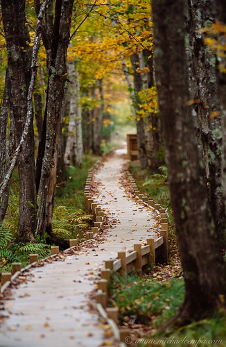autumn color nationalpark october maine trail boardwalk curve acadia sieurdemonts dailynaturetnc13